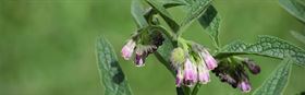 Bee Friendly Garden Workshop