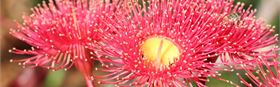 Nature Walk & Scavenger Hunt