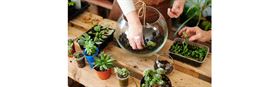Seniors Festival - Terrarium Workshop