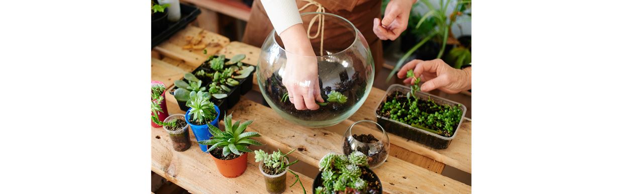 Seniors Festival - Terrarium Workshop