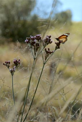Bush Country Voices: Launch and Panel Discussion